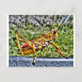 Orange Grasshopper Postkarte (Vorderseite)