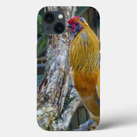 Orange Gray Fluffy Rooster, Case-Mate iPhone Hülle (Rückseite)
