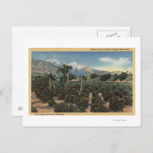 Orange Grove Szene mit schneebedeckten Mägen Postkarte (Vorne/Hinten)