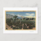 Orange Grove Szene mit schneebedeckten Mägen Postkarte (Vorderseite)
