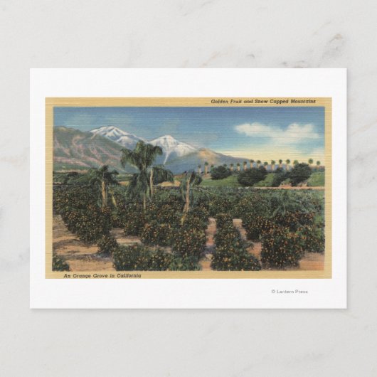 Orange Grove Szene mit schneebedeckten Mägen Postkarte (Vorderseite)