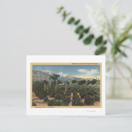 Orange Grove Szene mit schneebedeckten Mägen Postkarte (Stehend Vorderseite)