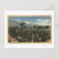 Orange Grove Szene mit schneebedeckten Mägen
