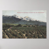 Orange Groves mit Old Baldy Mt in Entfernung Poster (Vorne)