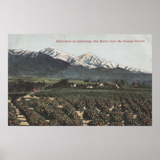 Orange Groves mit Old Baldy Mt in Entfernung Poster (Vorne)