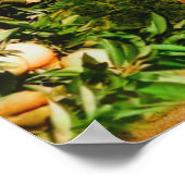 Orange Groves Snow Capped Berg Baldy Anfang der 19 Poster (Ecke)