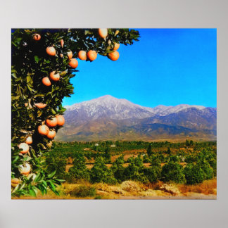 Orange Groves Snow Capped Berg Baldy Anfang der 19 Poster