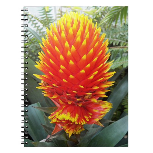 Orange Guzmania Conifera Tropische Blüte Notizblock (Vorderseite)