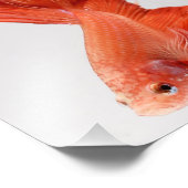 Orange Halfmoon Betta Fish Fotodruck (Ecke)