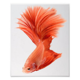 Orange Halfmoon Betta Fish Fotodruck