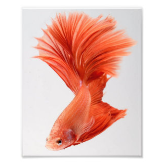 Orange Halfmoon Betta Fish Fotodruck