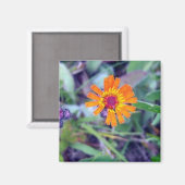 Orange Hawkweed 1 Magnet (Vorderseite/Rückseite)