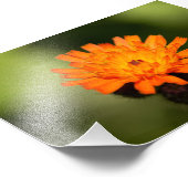 Orange Hawkweed Fotodruck (Ecke)