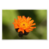 Orange Hawkweed Fotodruck (Vorne)