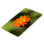 Orange Hawkweed Magnet (Linke Seite)