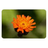 Orange Hawkweed Magnet (Horizontal)
