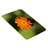 Orange Hawkweed Magnet (Rechte Seite)
