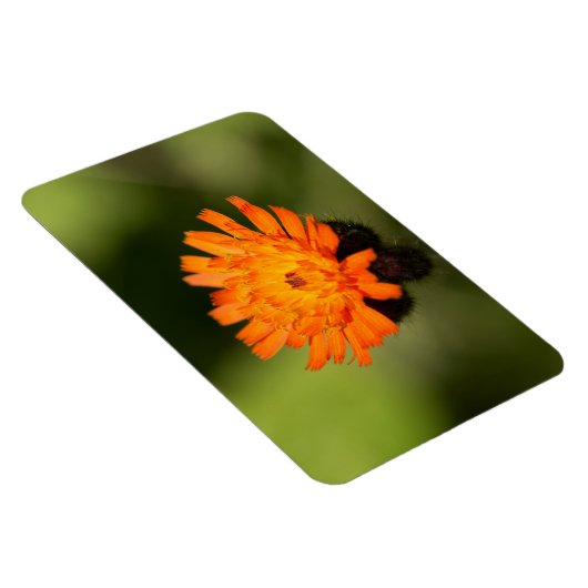 Orange Hawkweed Magnet (Rechte Seite)