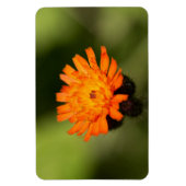 Orange Hawkweed Magnet (Vertikal)