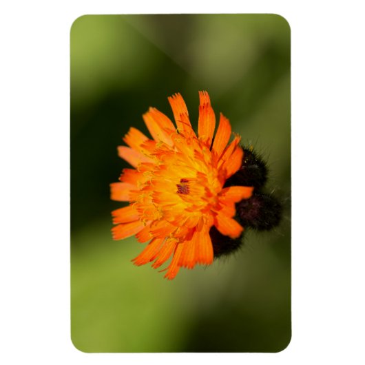 Orange Hawkweed Magnet (Vertikal)