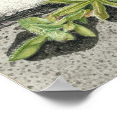 Orange Hawkweed Poster (Ecke)