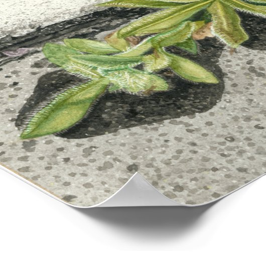 Orange Hawkweed Poster (Ecke)