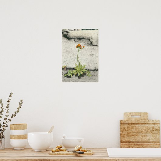 Orange Hawkweed Poster (Küche)