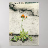 Orange Hawkweed Poster (Vorne)