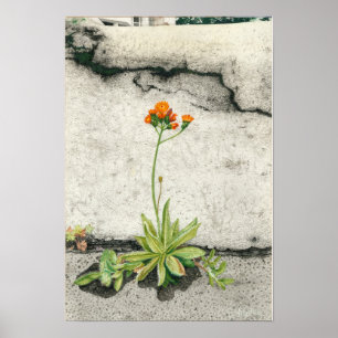Orange Hawkweed Poster