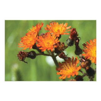 Orange Hawkweed Wild Things Fotodruck
