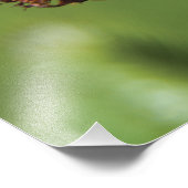 Orange Hawkweed Wild Things Fotodruck (Ecke)