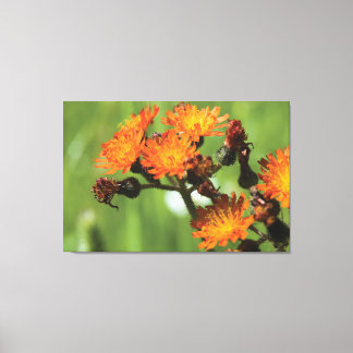 Orange Hawkweed - Wilde Dinge Fotografie Leinwanddruck