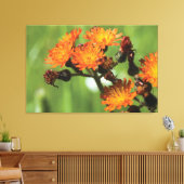 Orange Hawkweed - Wilde Dinge Fotografie Leinwanddruck (Insitu (Wohnzimmer))