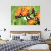 Orange Hawkweed - Wilde Dinge Fotografie Leinwanddruck (Insitu (Schlafzimmer))
