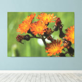 Orange Hawkweed - Wilde Dinge Fotografie Leinwanddruck (Insitu (Holzboden))