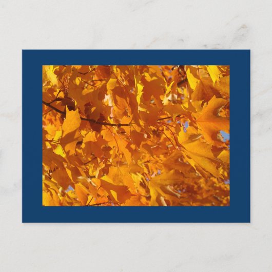 Orange Herbst-Baum verlässt Postkartenpostkarten Postkarte (Vorderseite)