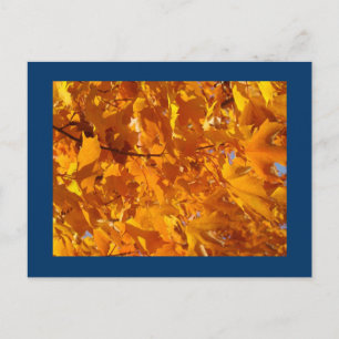 Orange Herbstbaum-Blatt Postkarten Postkarten