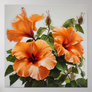 Orange Hibisken Blume Art Print Poster