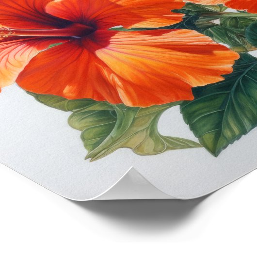 Orange Hibisken Blume Art Print Poster (Ecke)