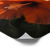 Orange Hibisken Blume Art Print Poster (Ecke)