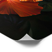 Orange Hibisken Blume Art Print Poster (Ecke)