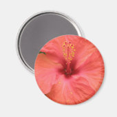 Orange Hibisken Blume Macro Magnet (Vorderseite/Rückseite)