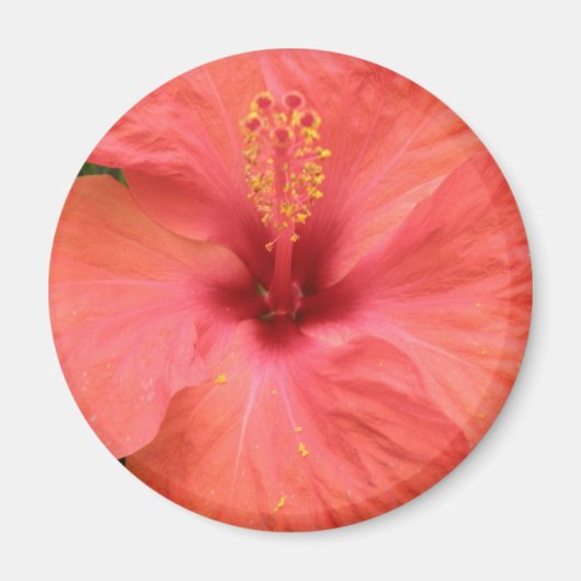 Orange Hibisken Blume Macro Magnet (Vorne)