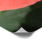 Orange Hibisken Blume Macro Print Poster (Ecke)