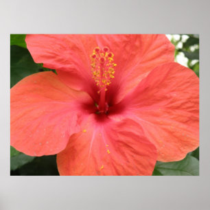 Orange Hibisken Blume Macro Print Poster