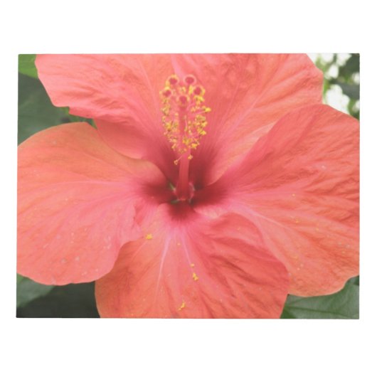 Orange Hibisken Blume Makro Notepad Notizblock (Vorderseite)