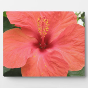 Orange Hibisken Blume Makro Plaque Fotoplatte