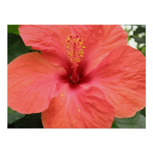 Orange Hibisken Blume Makro-Poster Poster (Vorderseite)