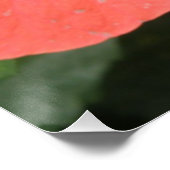 Orange Hibisken Blume Makro-Poster Poster (Ecke)