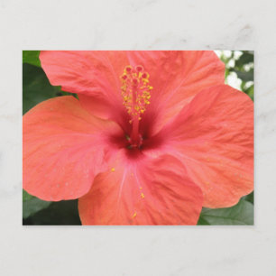 Orange Hibisken Blume Makro Postkarte